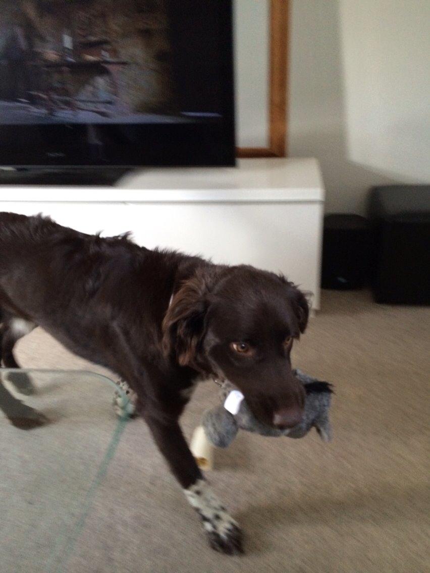 Blanding af racer Alex billede 12