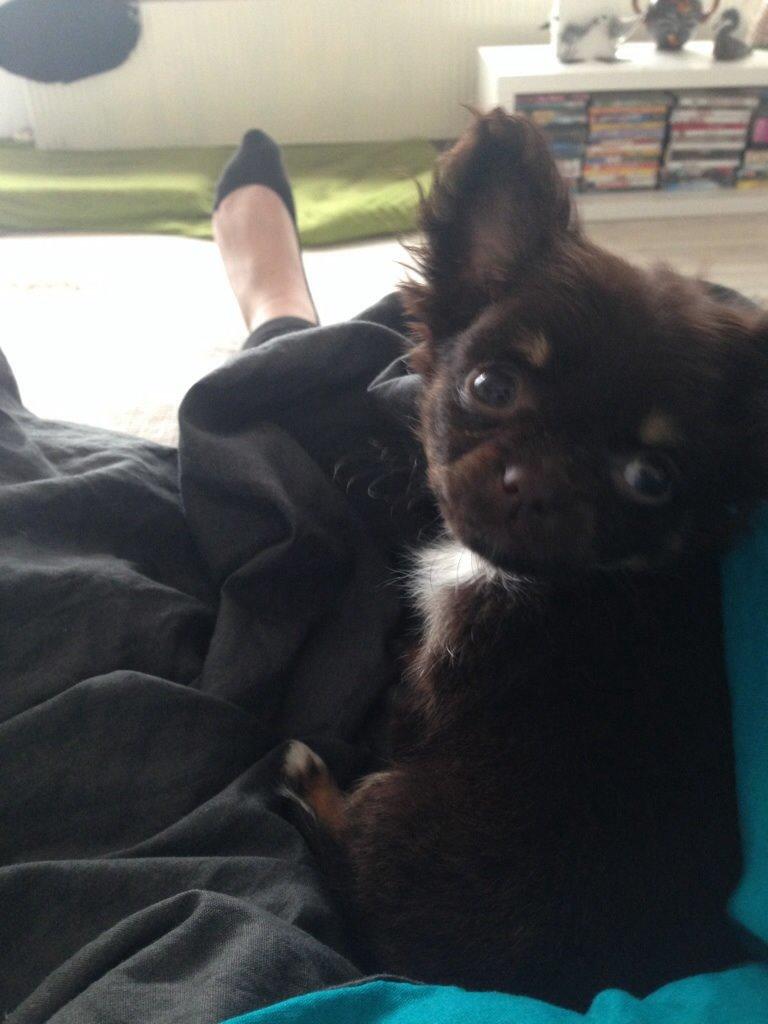 Chihuahua Nugget - uhhhh, det er så svært at vær' så søøøøød.  billede 3