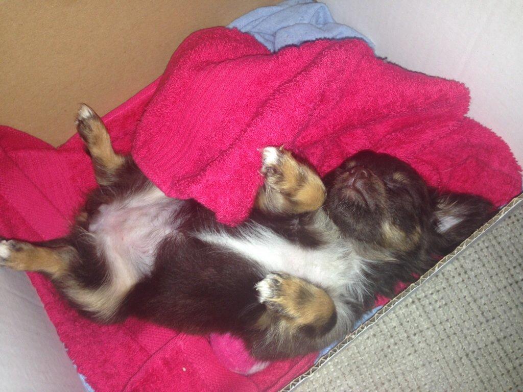 Chihuahua Nugget billede 6