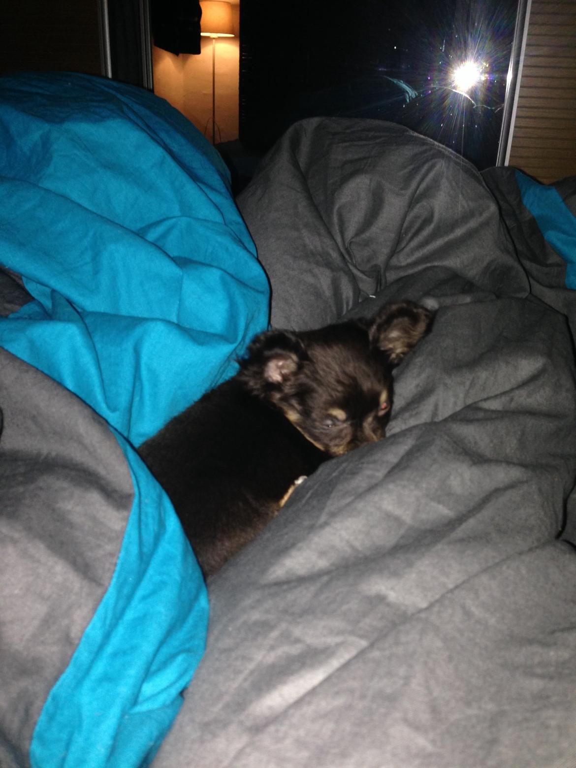 Chihuahua Nugget - Man blir' så træt, af al den kærlighed og kyssen.  billede 4