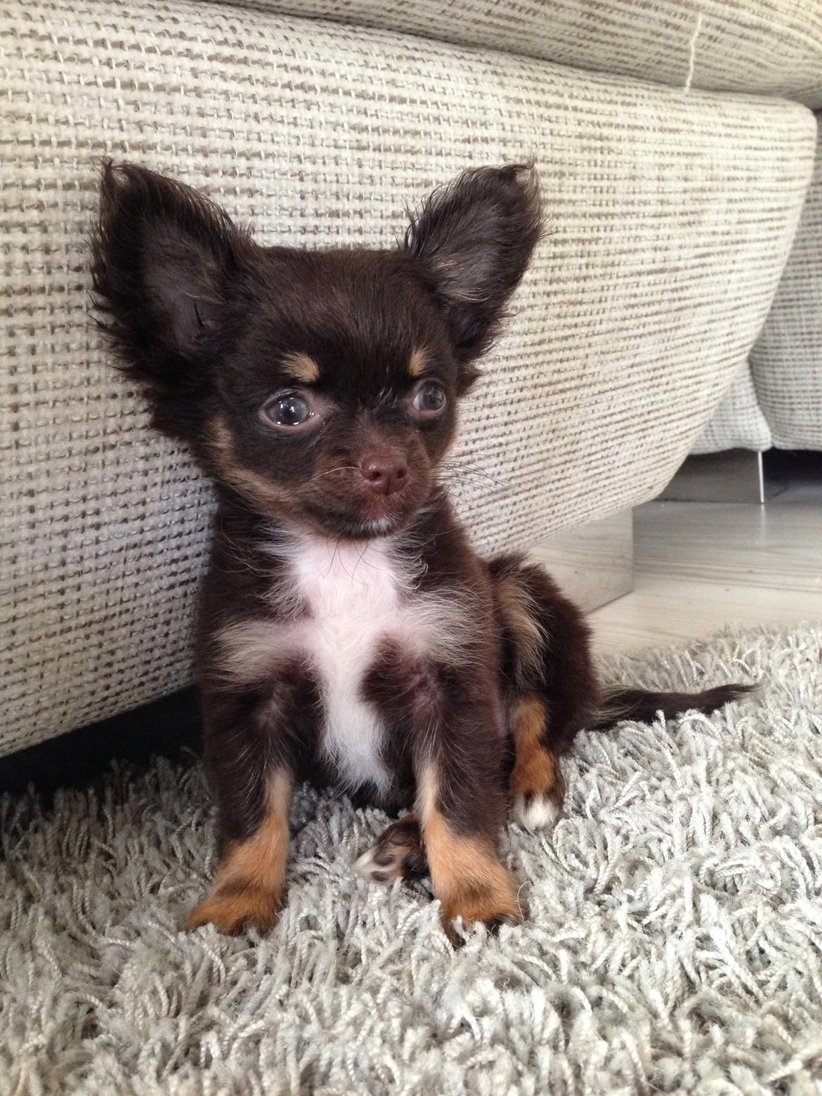 Chihuahua Nugget - Lille pigen holder lige øje med det hele, and she looks damn good doing it :-D billede 1