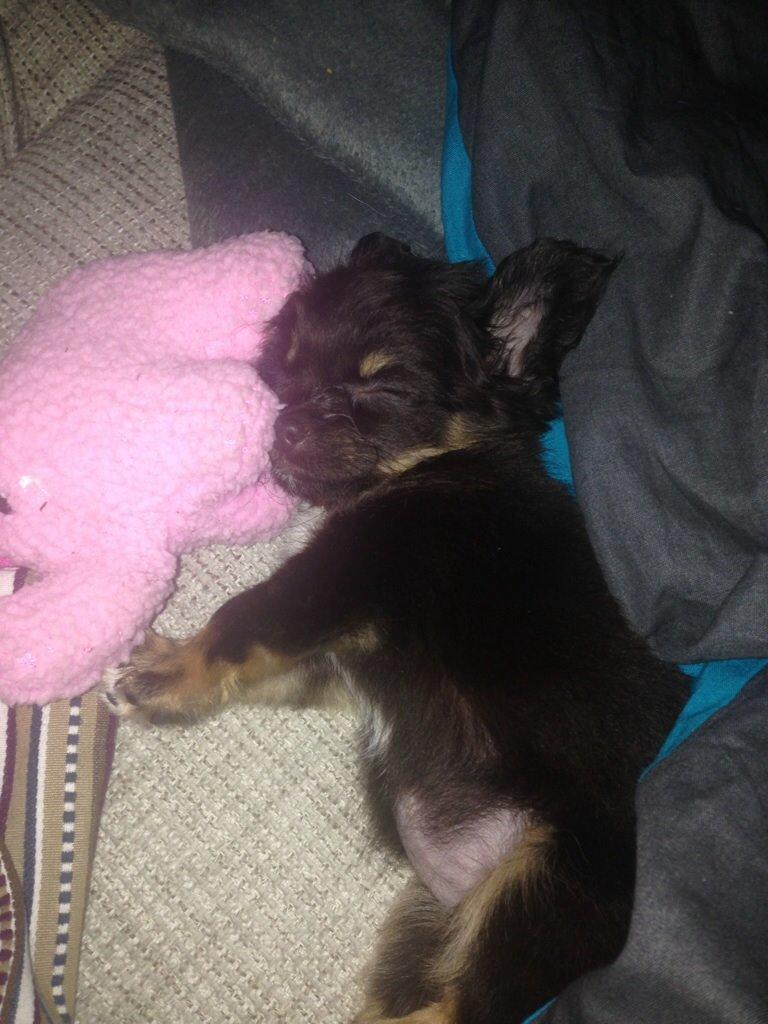 Chihuahua Nugget billede 7