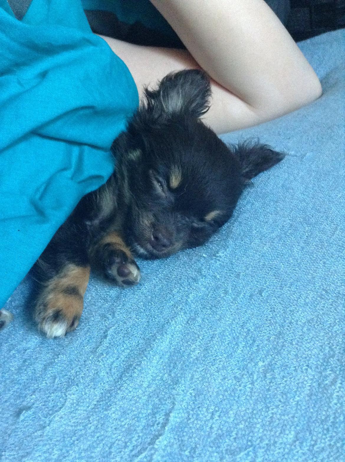 Chihuahua Nugget billede 5