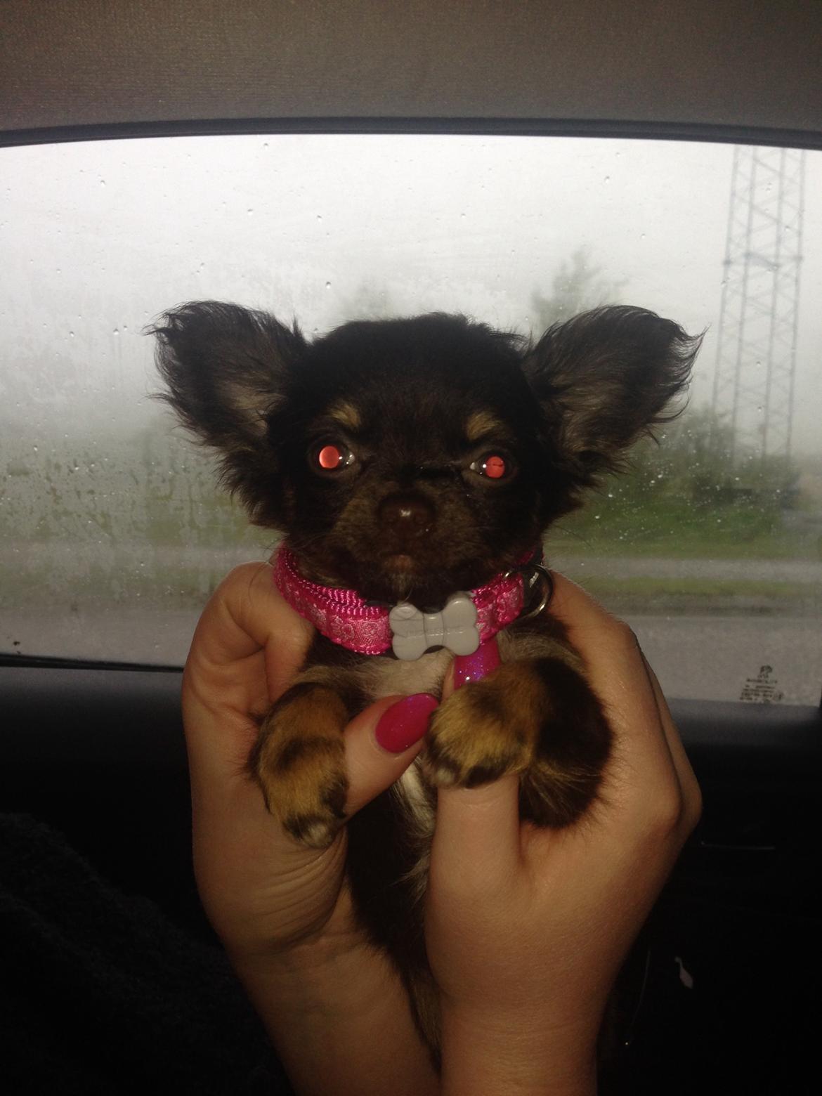 Chihuahua Nugget - Har tendens til ultrarøde øjne på billeder, som her. Ligner mest en djævle hund.  billede 9