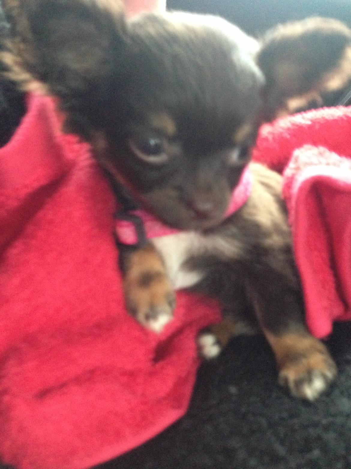 Chihuahua Nugget billede 10