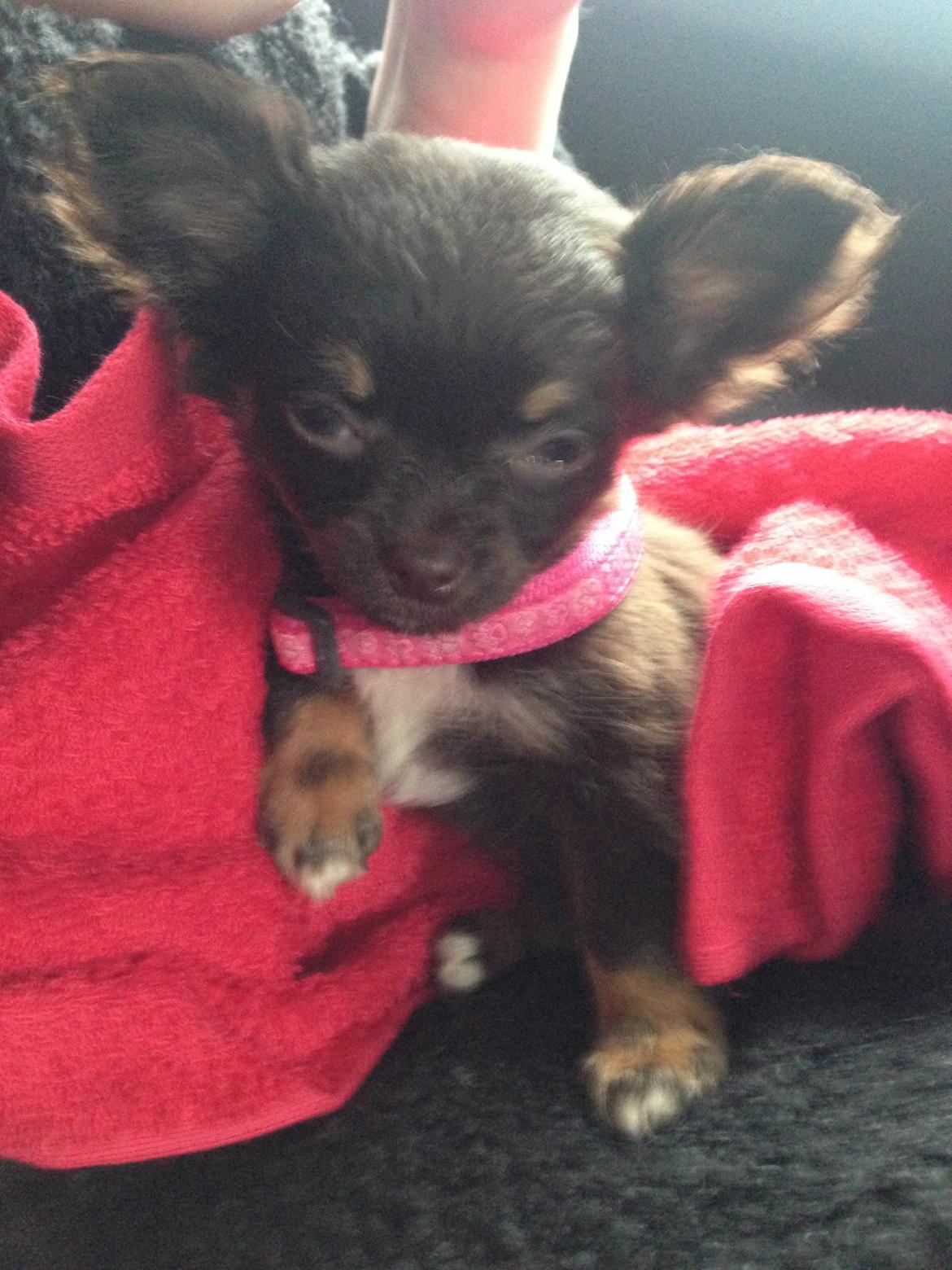 Chihuahua Nugget billede 11