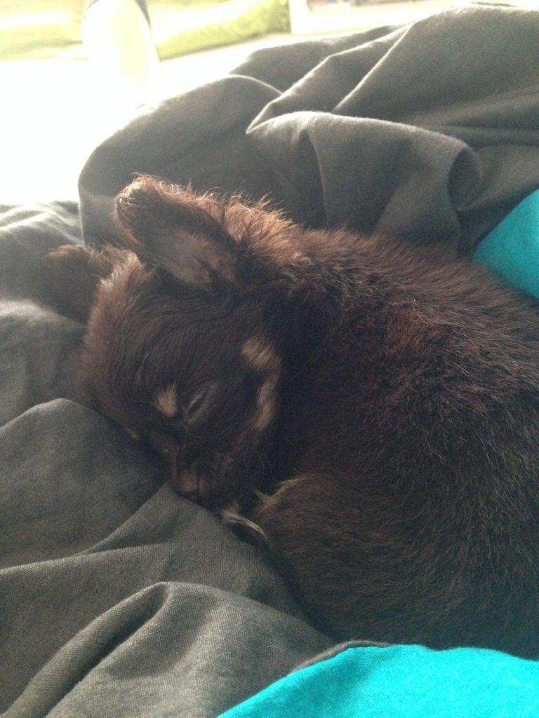 Chihuahua Nugget billede 13