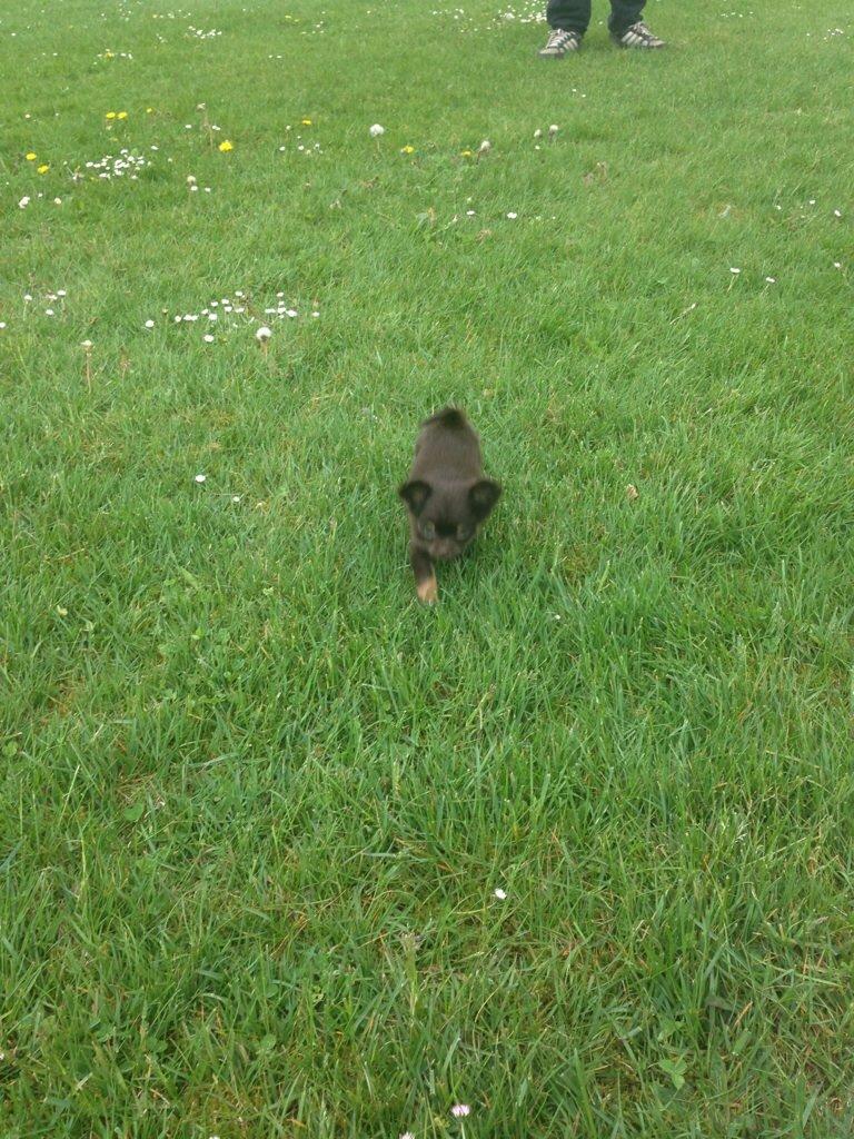 Chihuahua Nugget billede 14