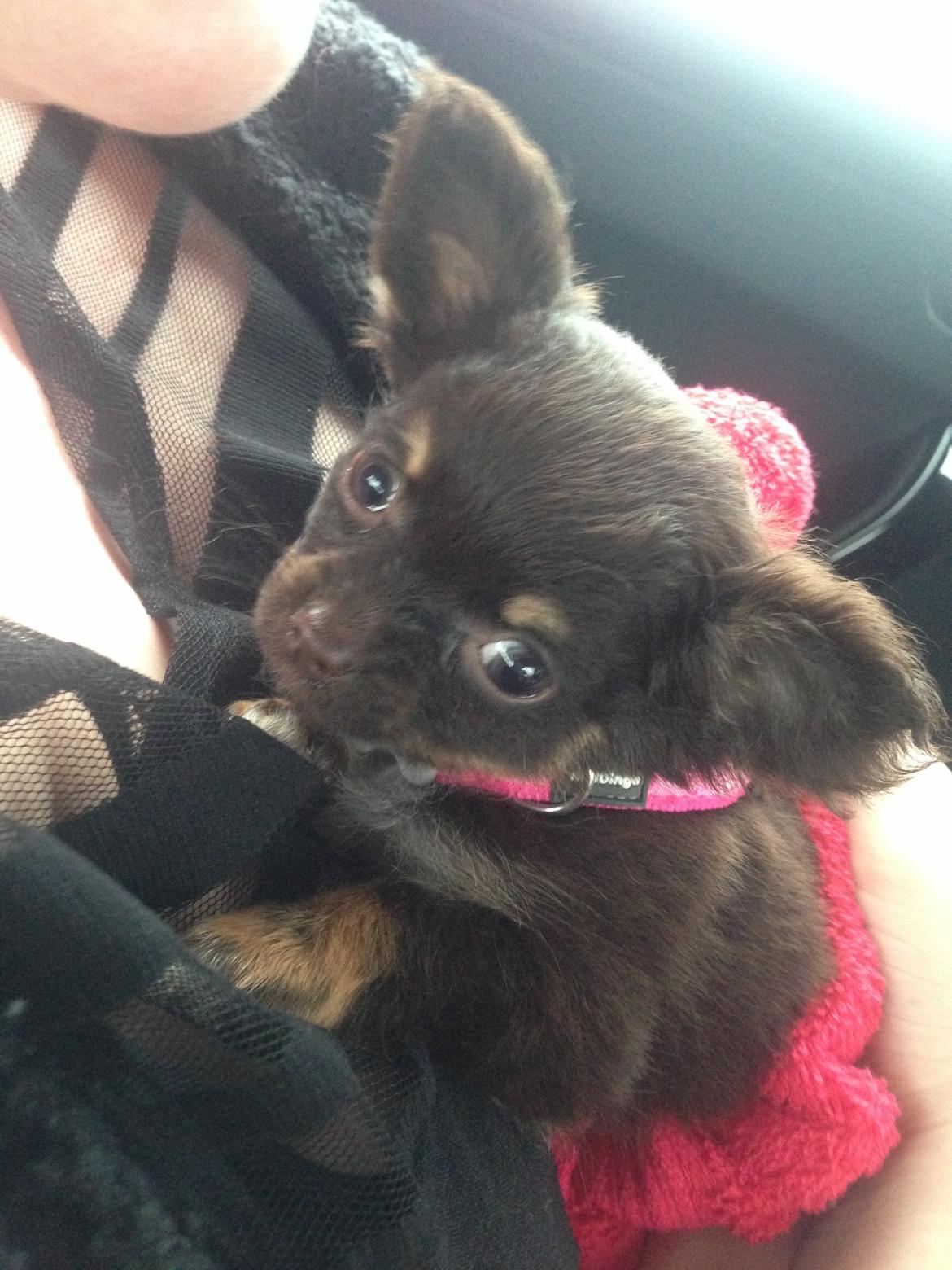 Chihuahua Nugget billede 8