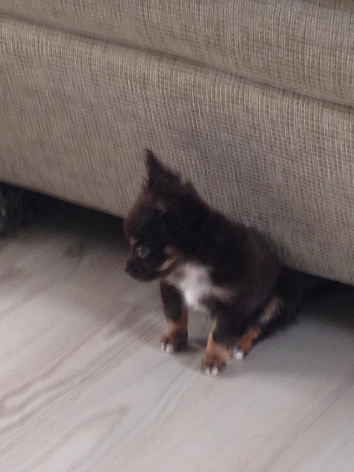 Chihuahua Nugget billede 15