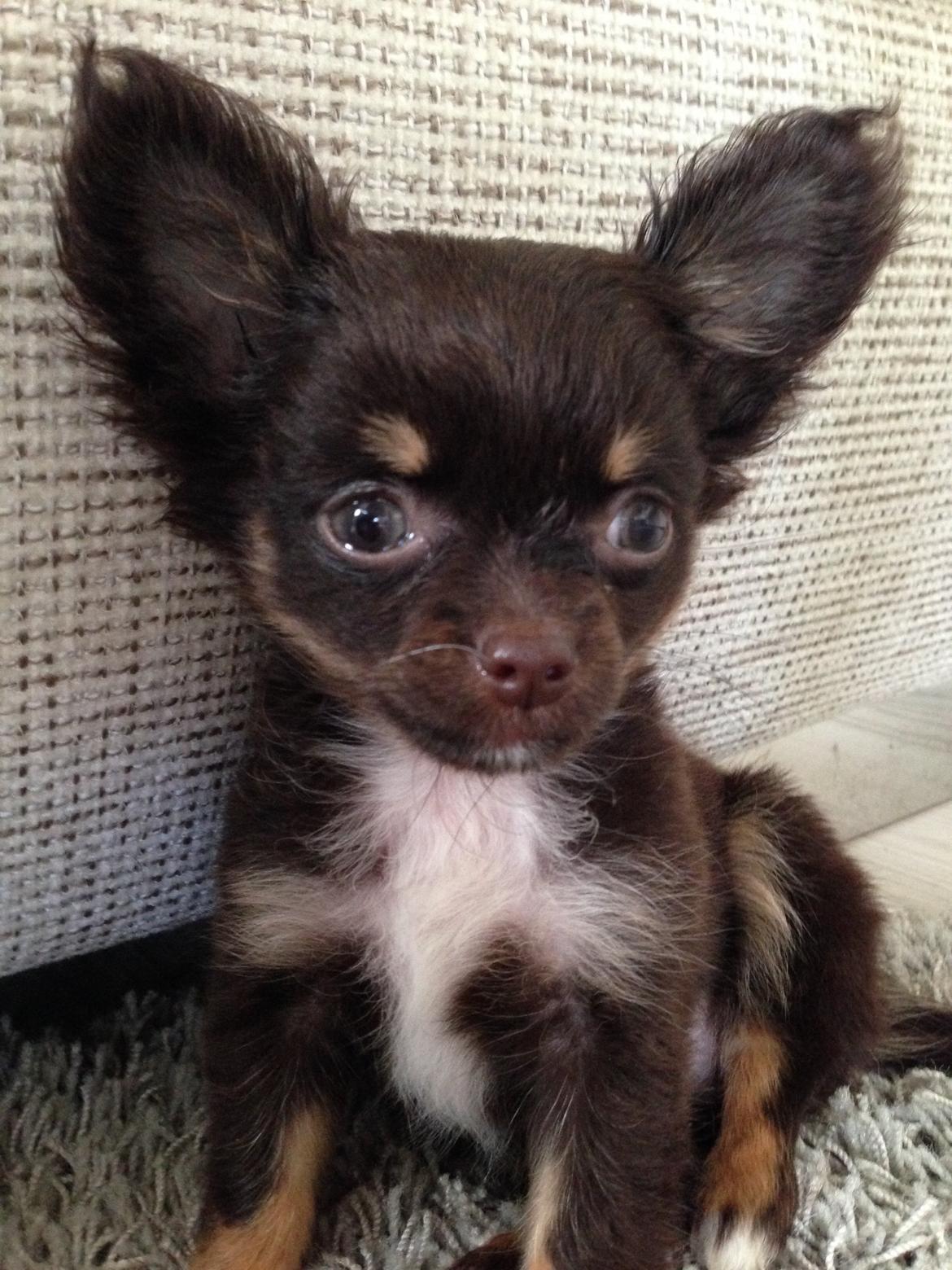 Chihuahua Nugget billede 16