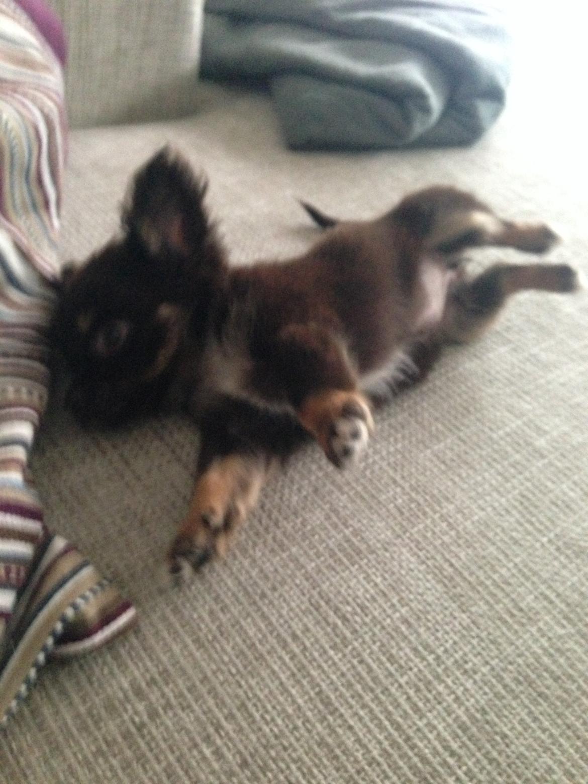 Chihuahua Nugget - Lillepigen er dejset om på sofaen, efter leg i haven.  billede 2