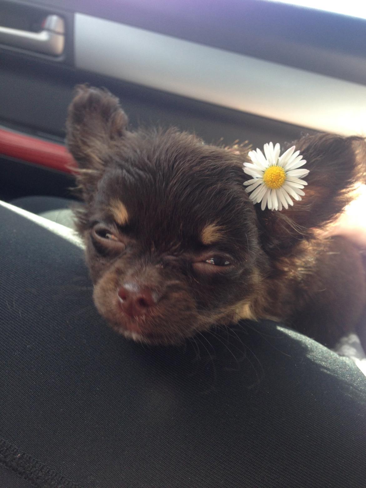 Chihuahua Nugget - Luftning og blomster plukning  billede 18