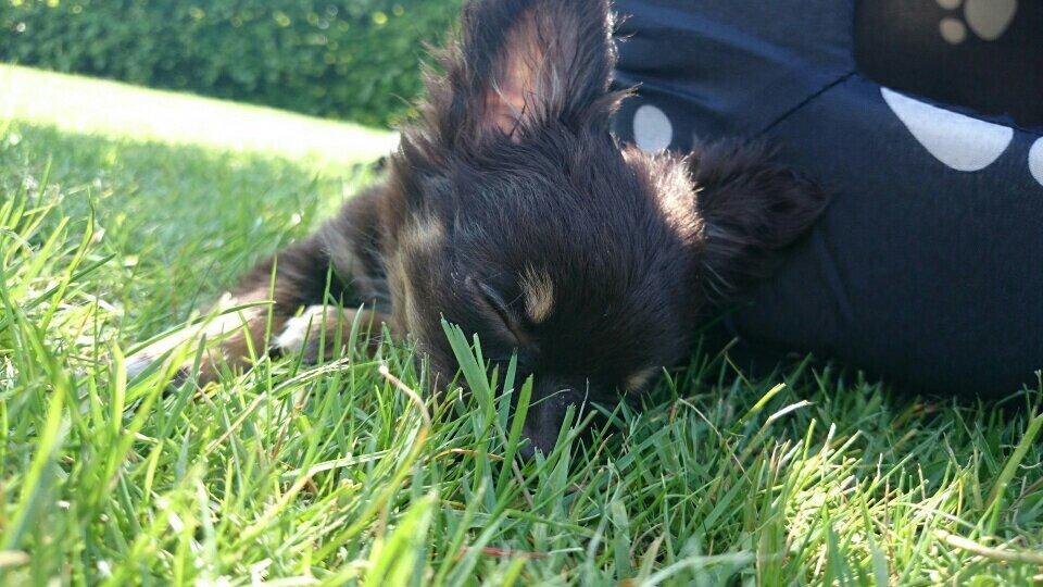 Chihuahua Nugget billede 19