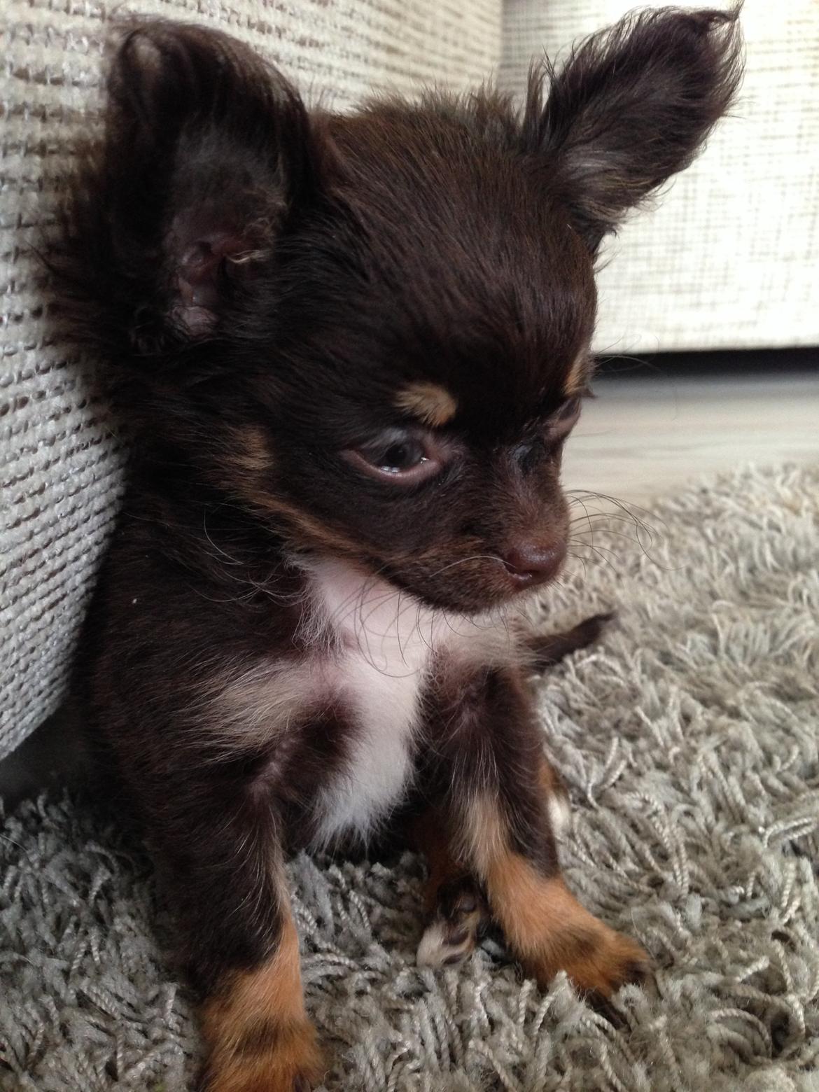 Chihuahua Nugget billede 17