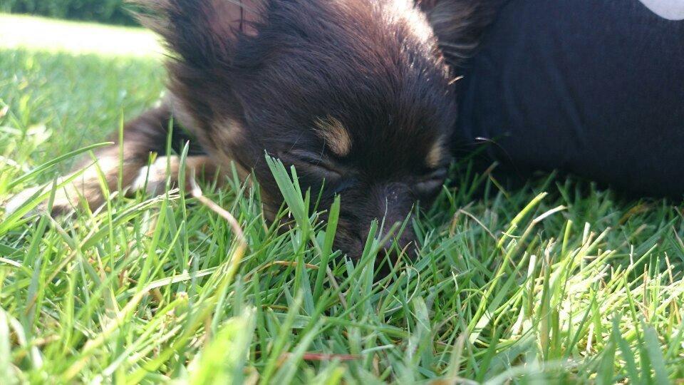 Chihuahua Nugget billede 20