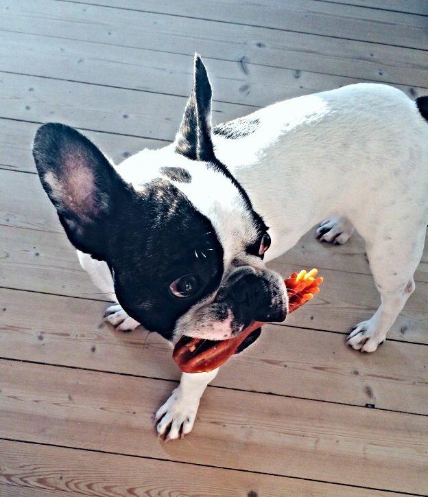 Fransk bulldog Elliot  billede 15