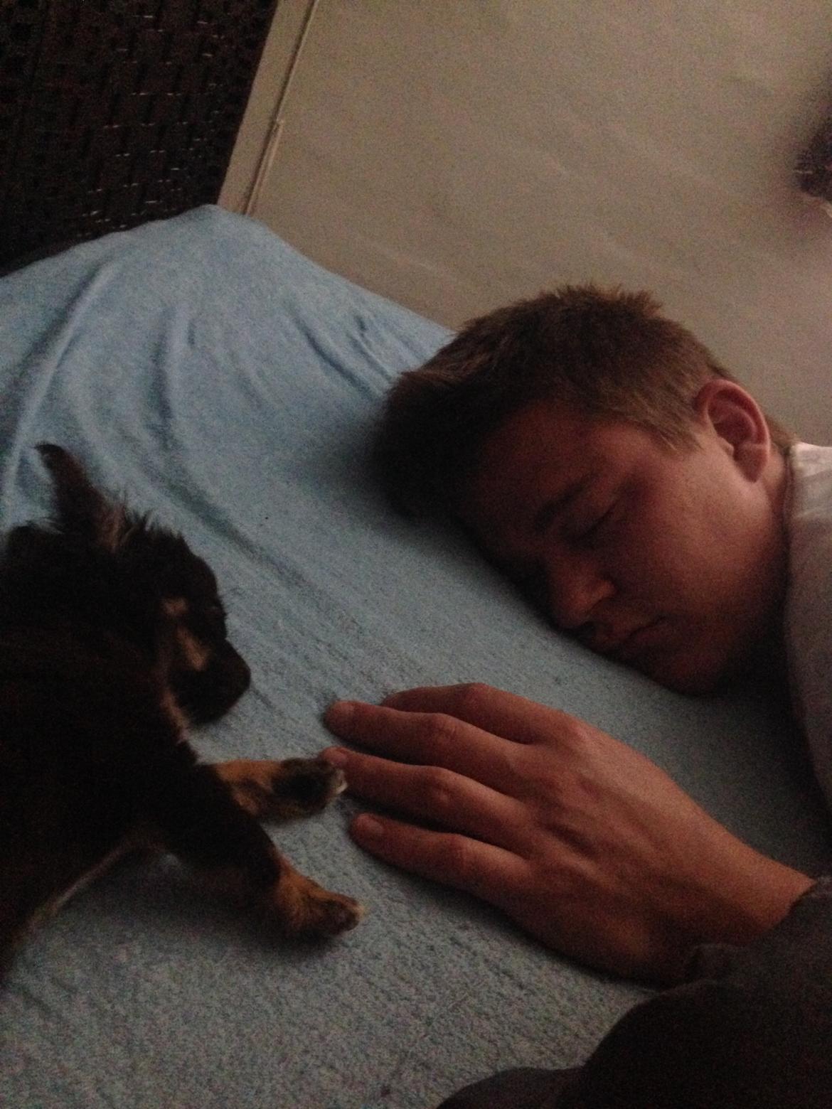 Chihuahua Nugget - Morten og Nugget får lige en lille lur.  billede 21