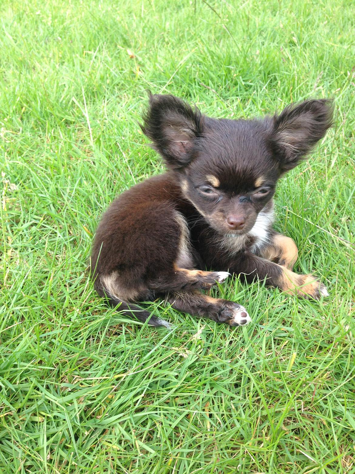 Chihuahua Nugget billede 24