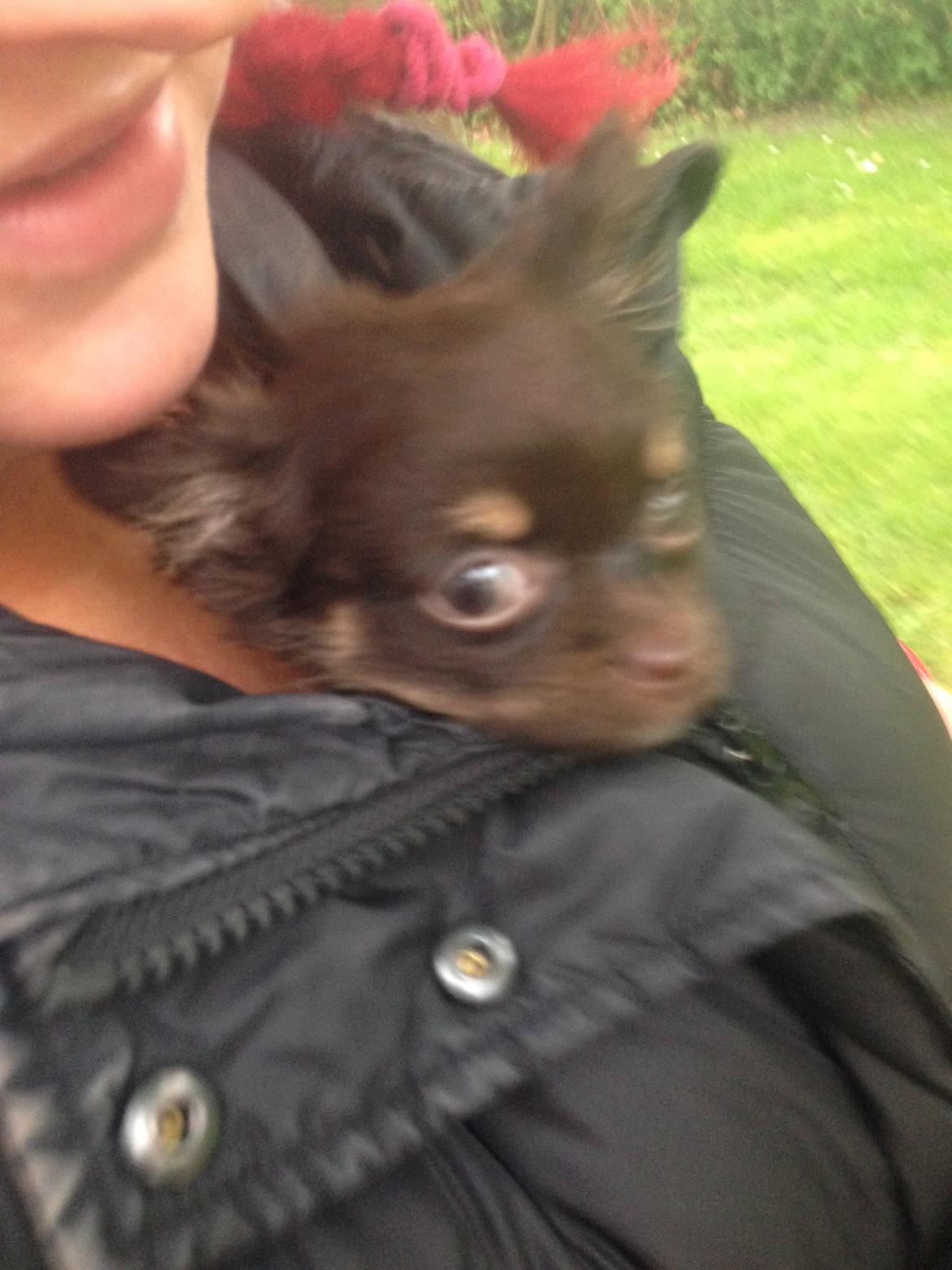 Chihuahua Nugget - Er ikke så vild med at komme ud at gå, når det er regnvejr og pelsen bliver våd.  billede 25