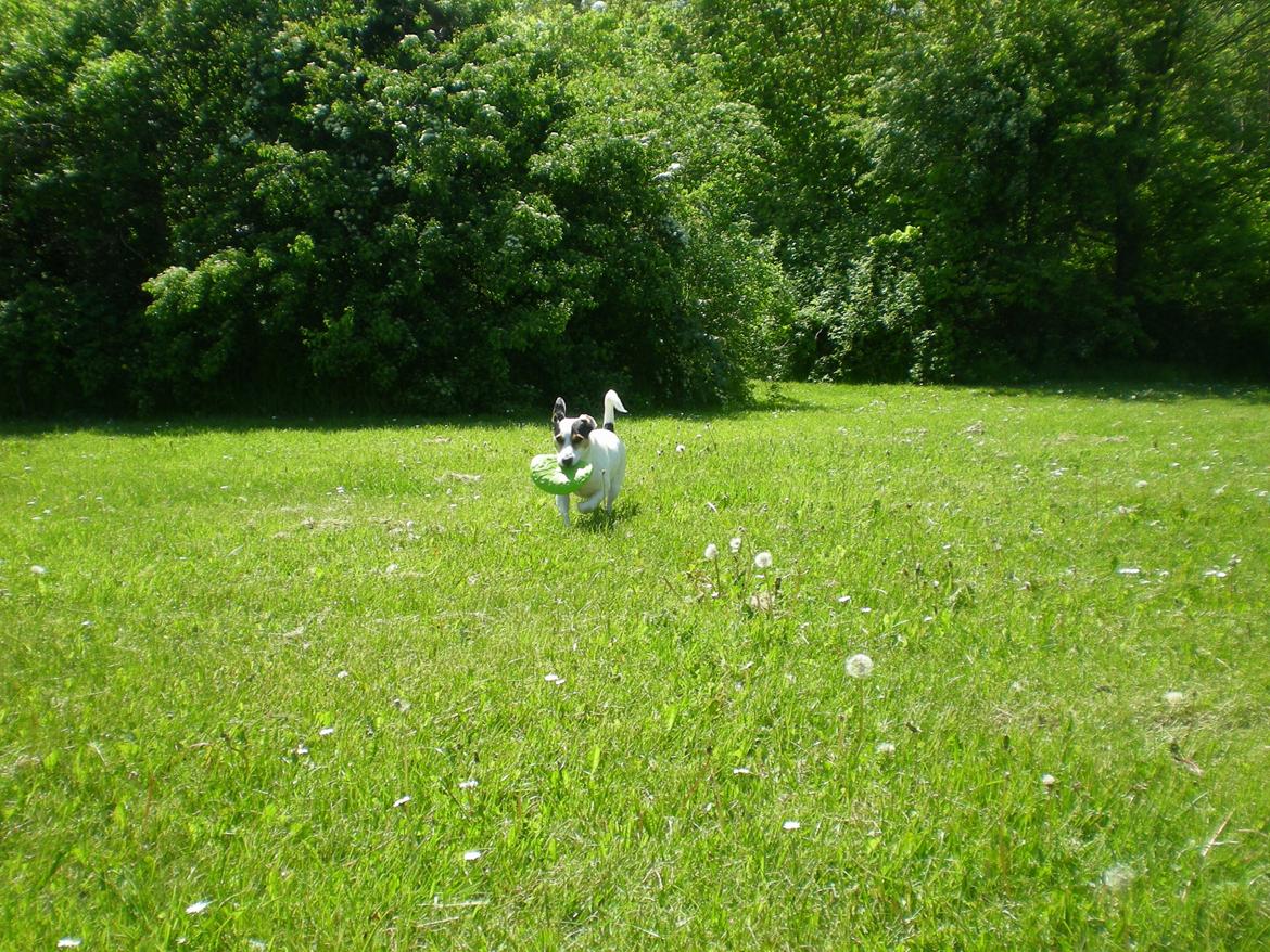 Jack russell terrier Eddie (højt elsket og savnet ) billede 25
