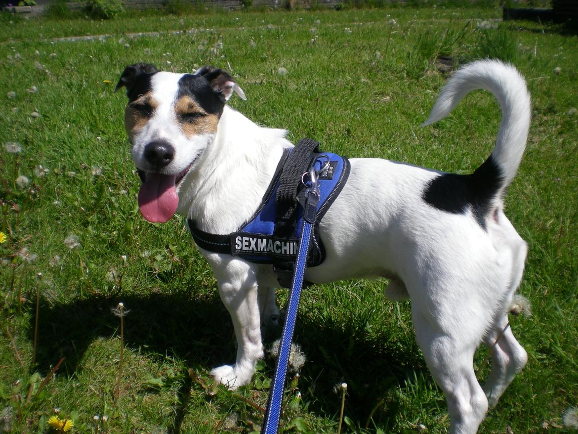 Jack russell terrier Eddie (højt elsket og savnet ) billede 6