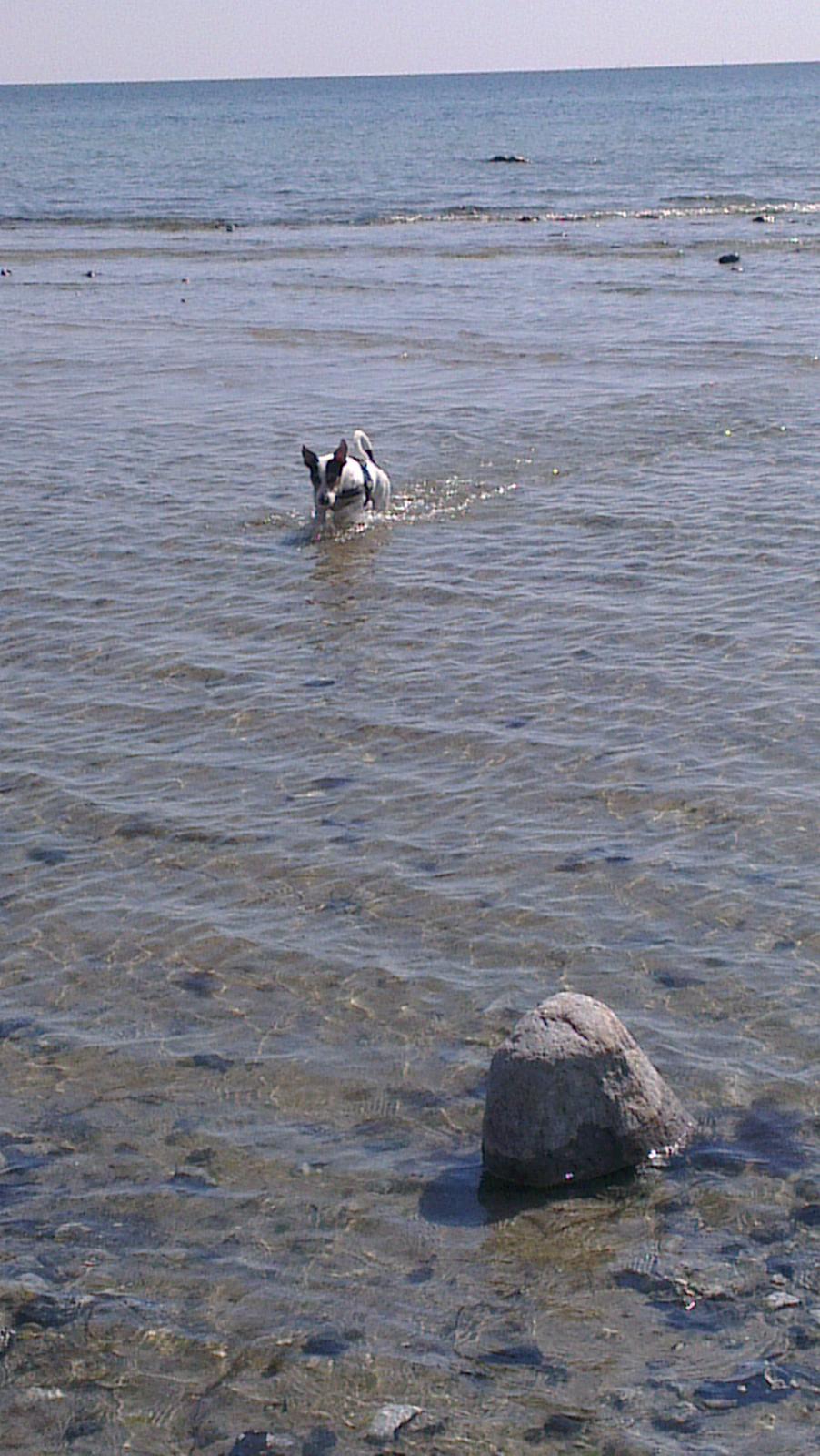 Jack russell terrier Eddie (højt elsket og savnet ) billede 10