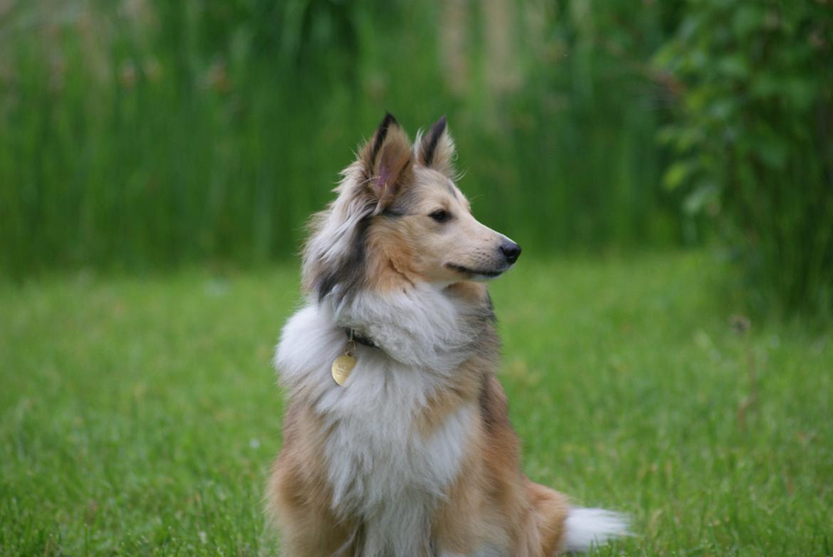 Shetland sheepdog Molly billede 3