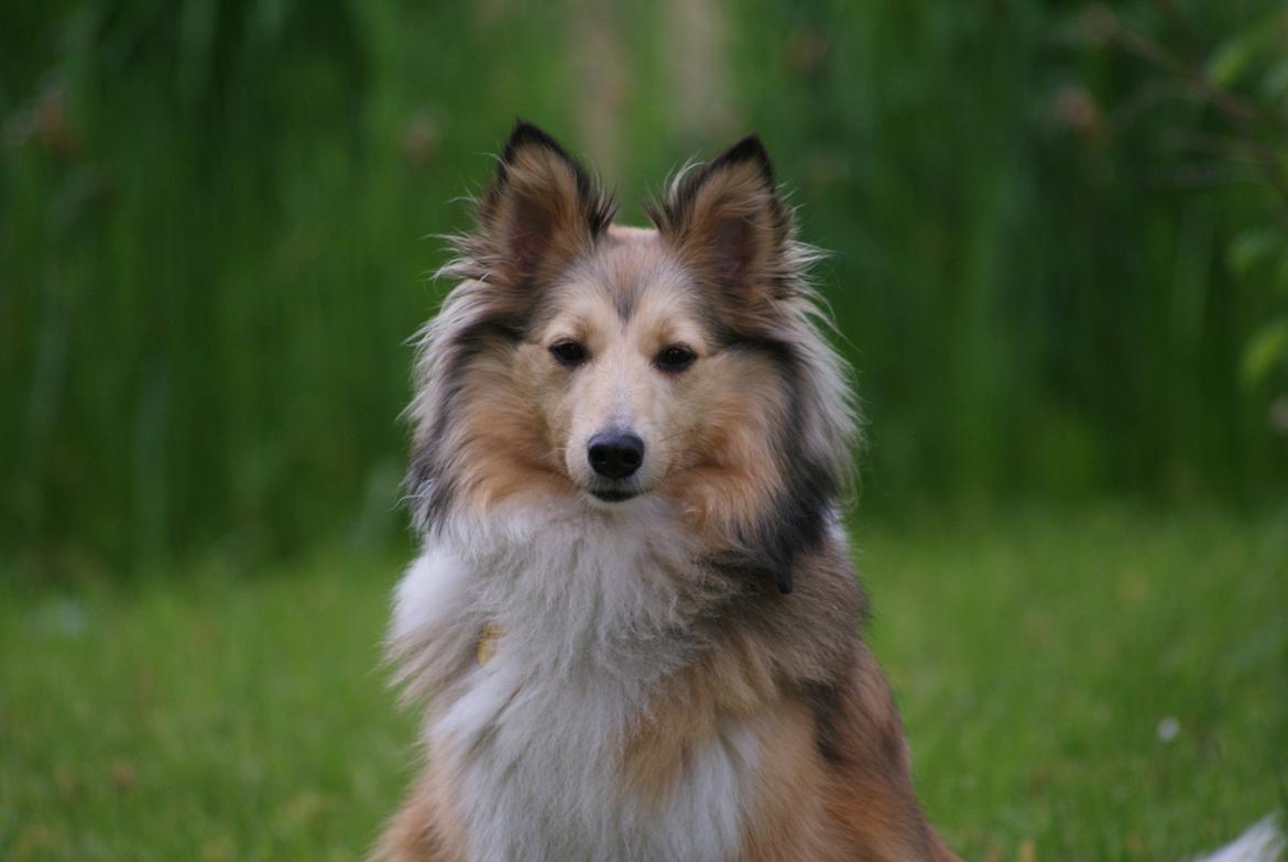 Shetland sheepdog Molly billede 2