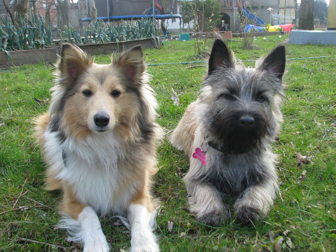 Shetland sheepdog Molly billede 4
