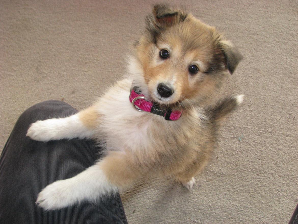 Shetland sheepdog Molly billede 1