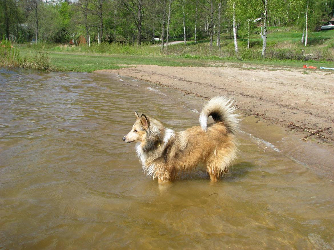 Shetland sheepdog Molly billede 5