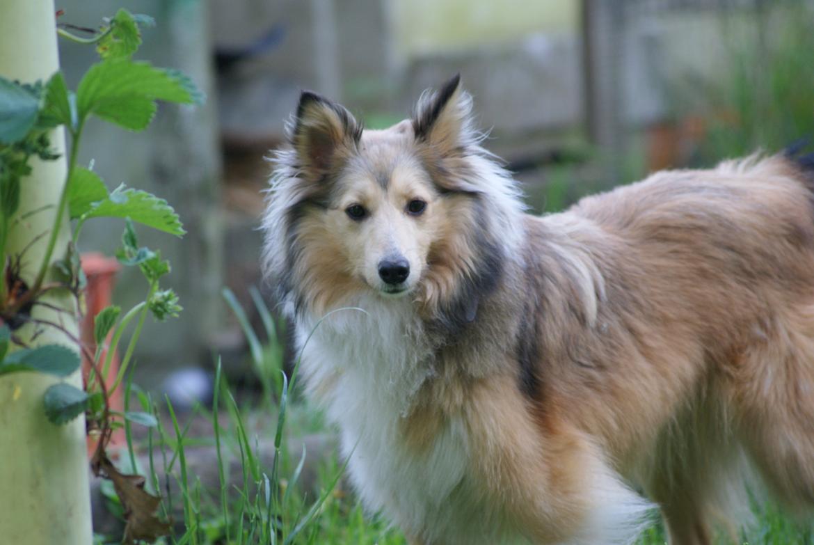 Shetland sheepdog Molly billede 6