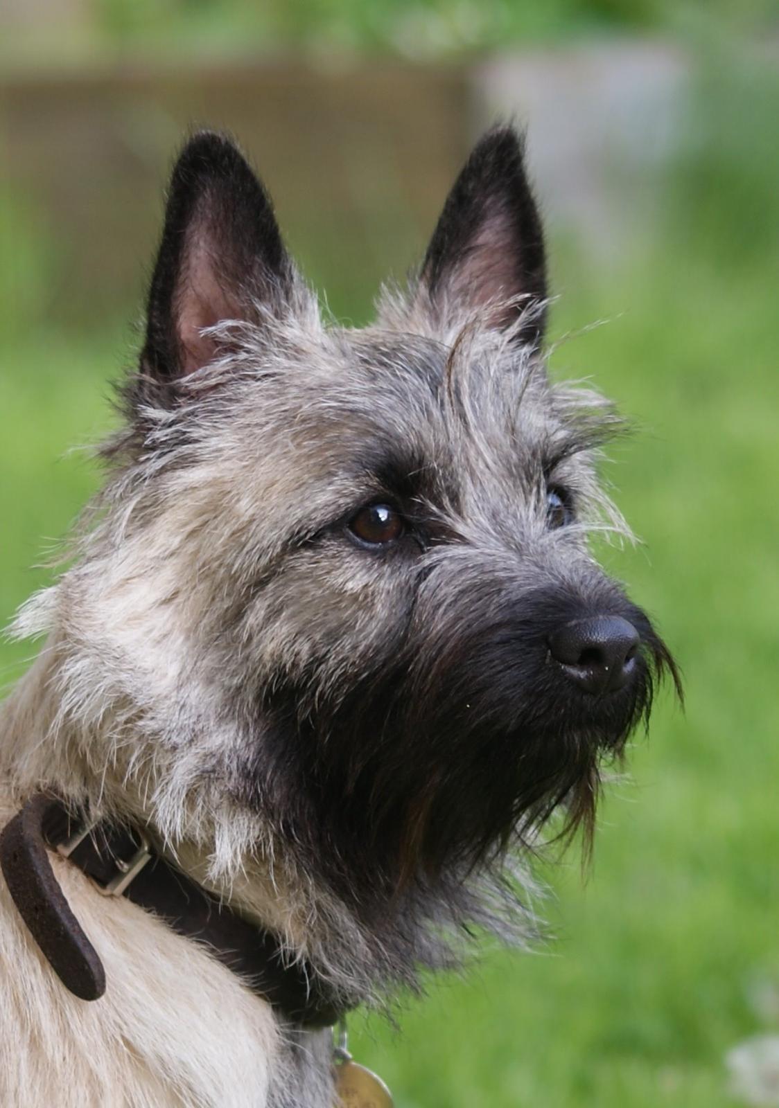 Cairn terrier Smut billede 2