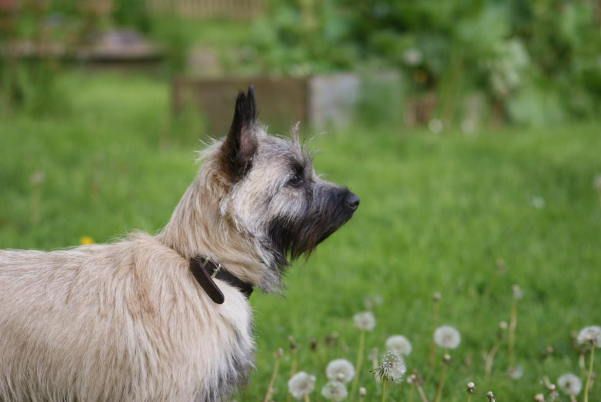 Cairn terrier Smut billede 3