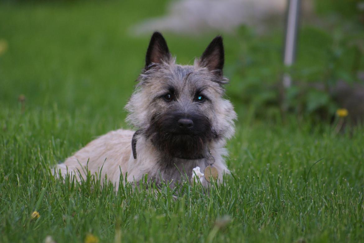 Cairn terrier Smut billede 4
