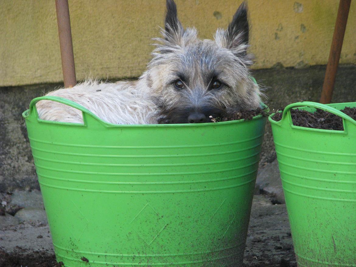 Cairn terrier Smut billede 5