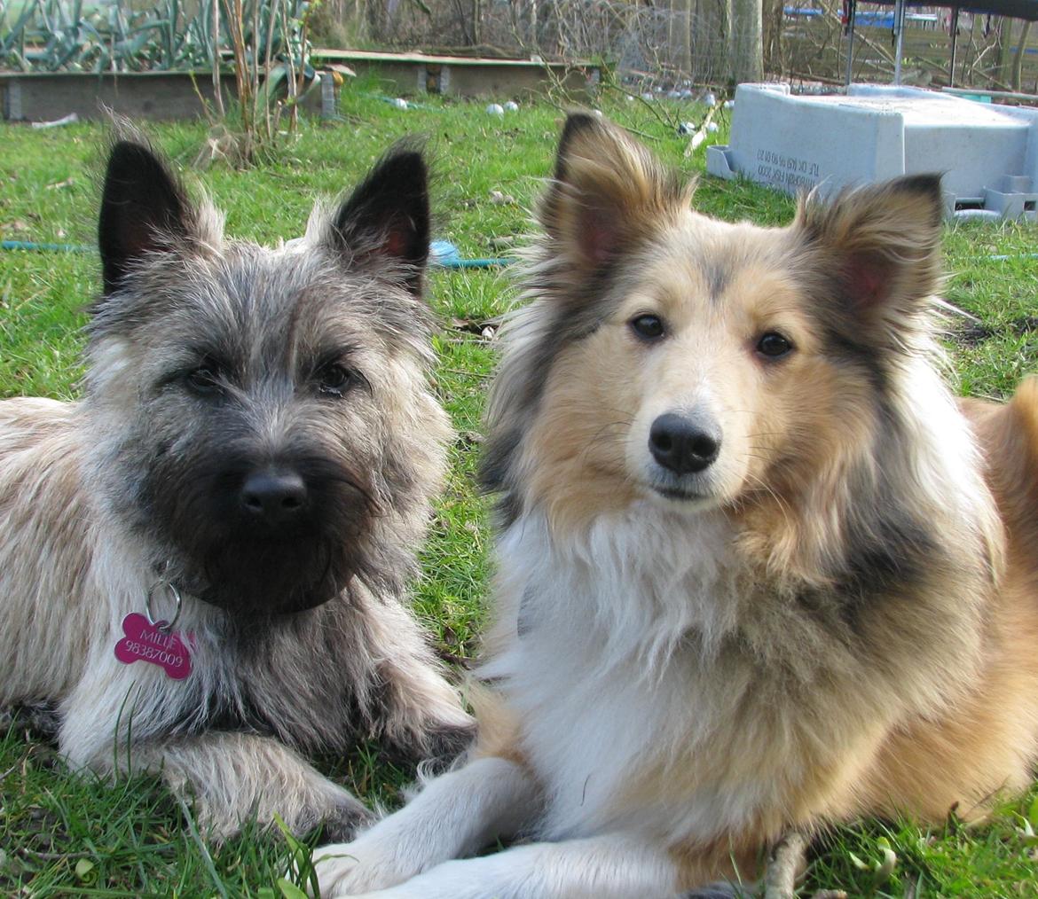 Cairn terrier Smut billede 1