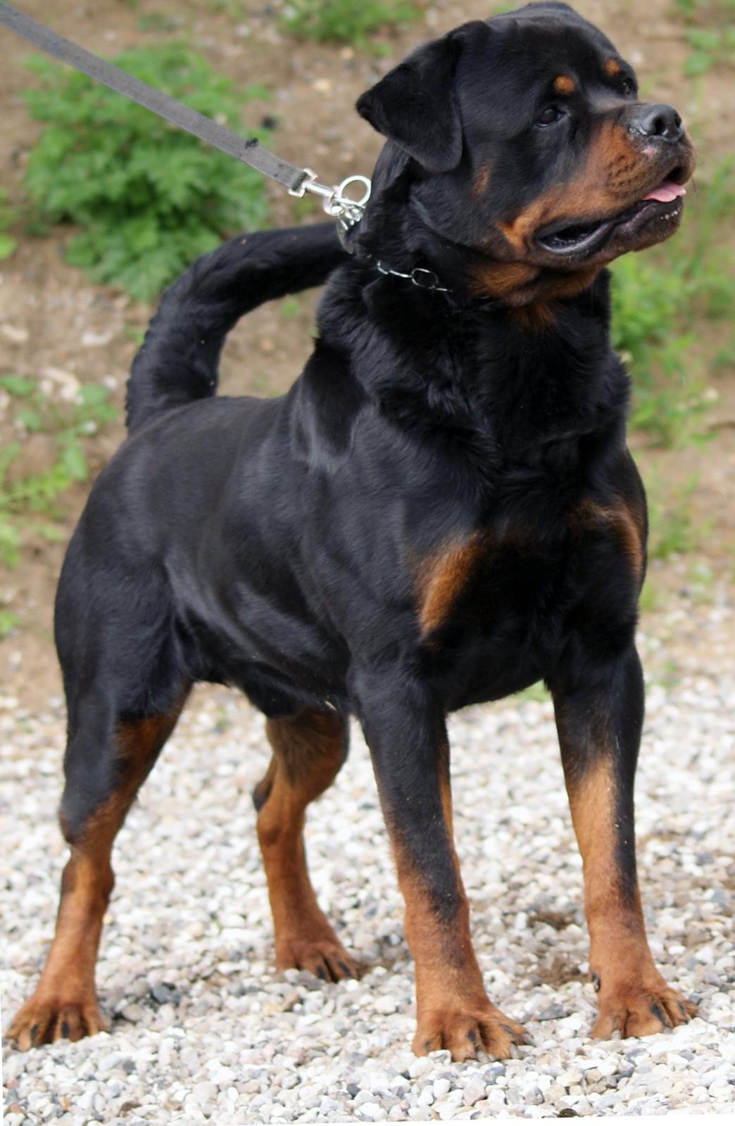 Rottweiler BASUKA 2 VOM HAUSE WENORRA billede 3