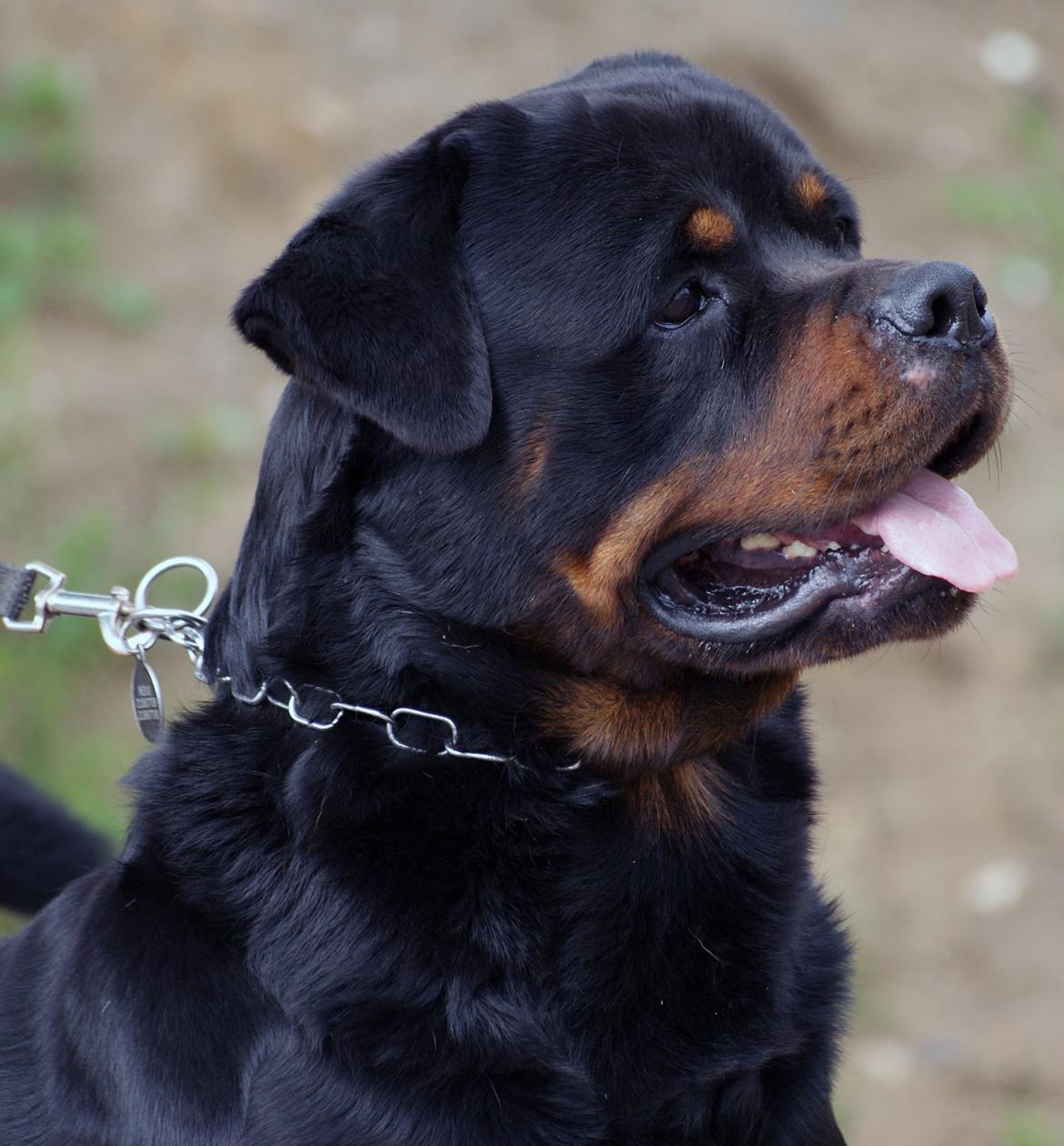 Rottweiler BASUKA 2 VOM HAUSE WENORRA billede 4