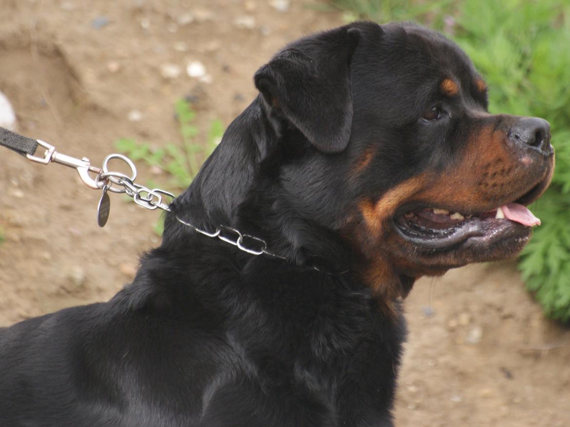 Rottweiler BASUKA 2 VOM HAUSE WENORRA billede 5