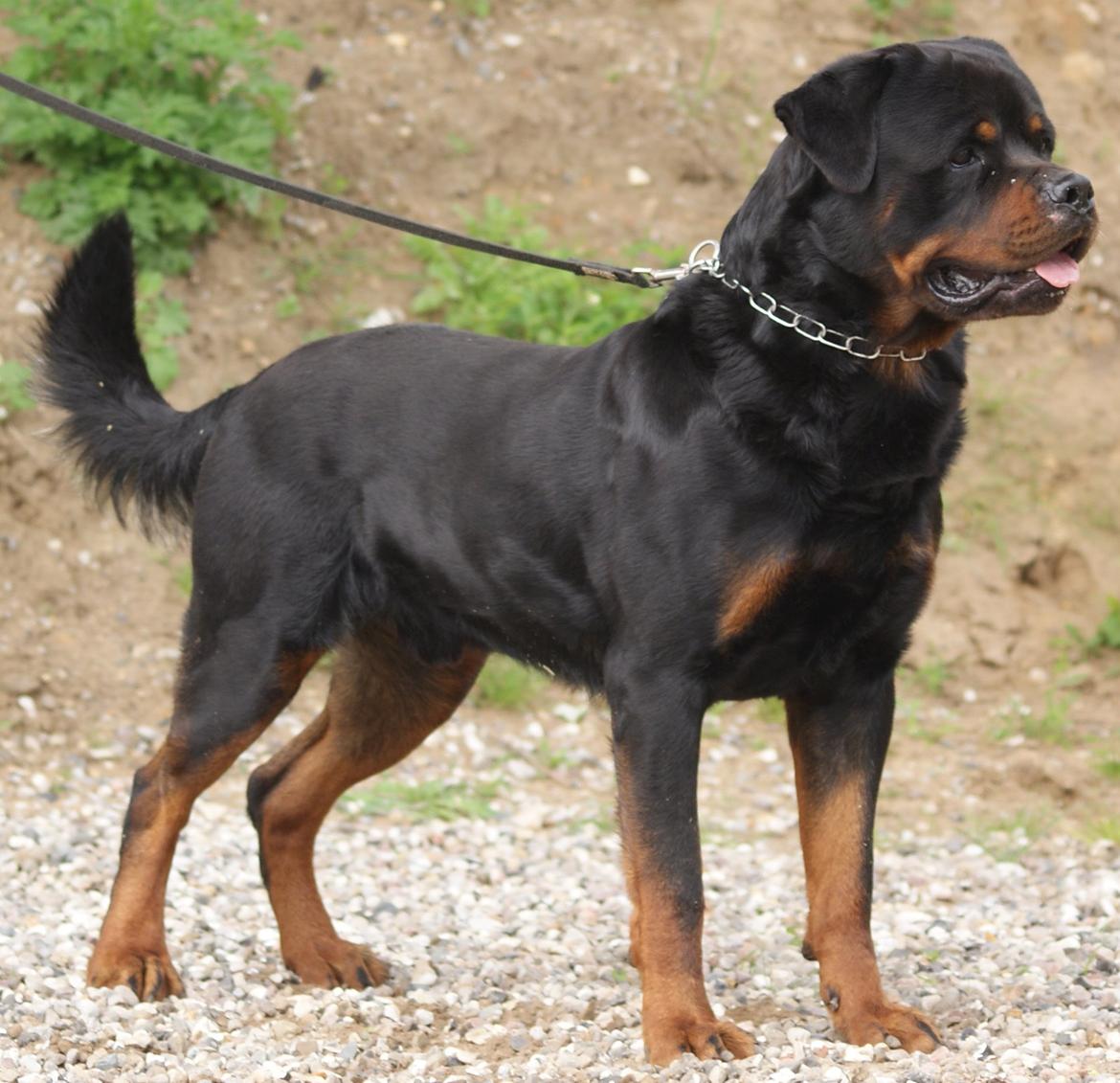 Rottweiler BASUKA 2 VOM HAUSE WENORRA billede 6