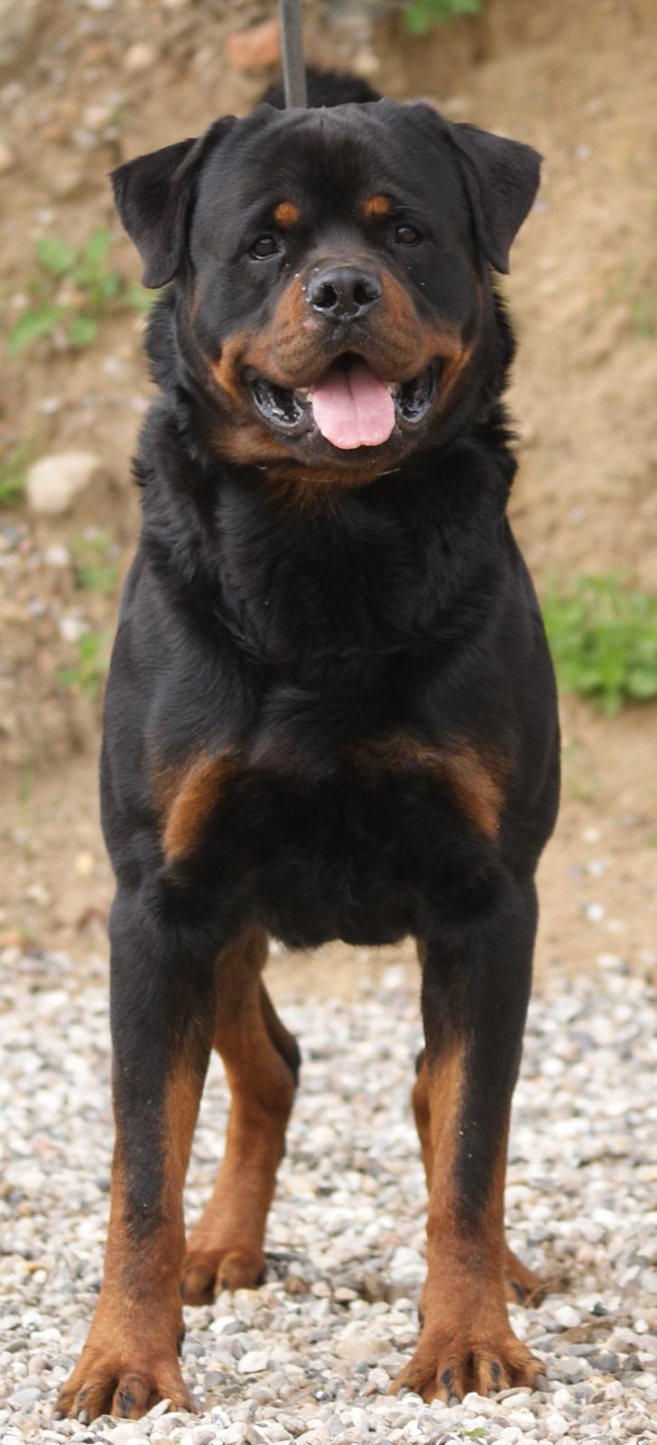 Rottweiler BASUKA 2 VOM HAUSE WENORRA billede 9