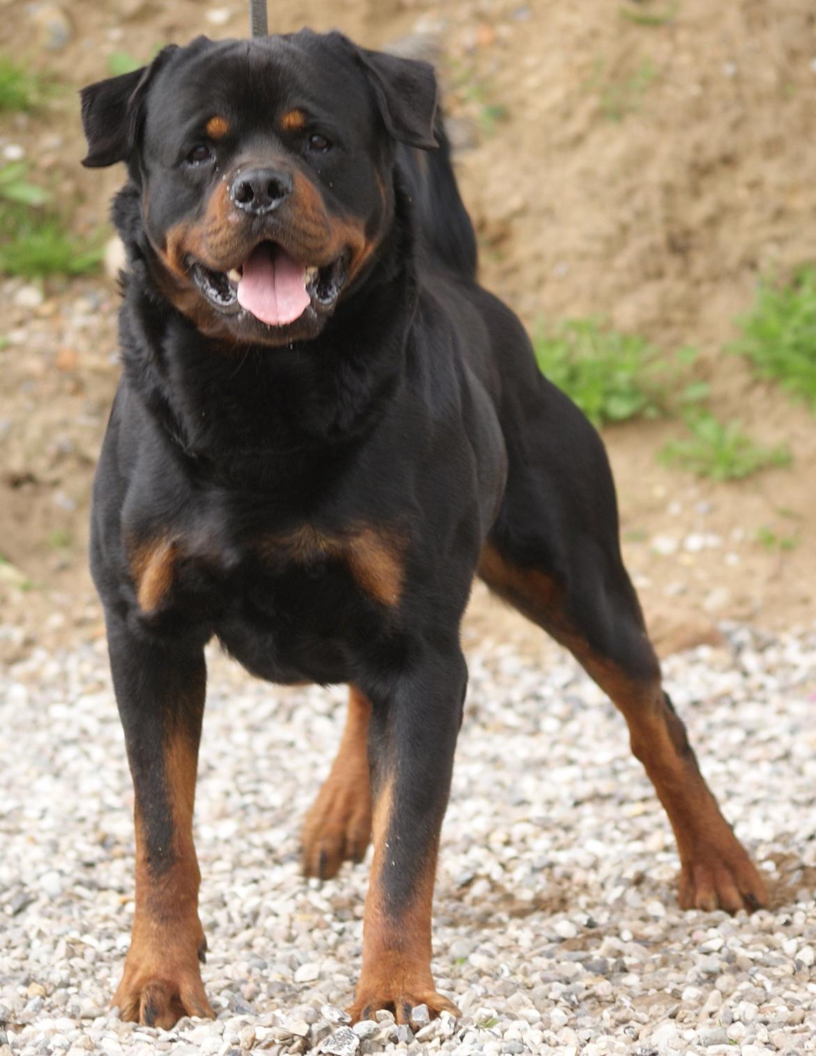 Rottweiler BASUKA 2 VOM HAUSE WENORRA billede 8