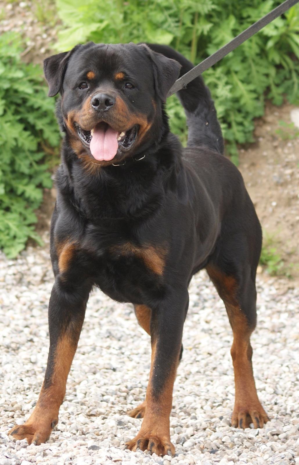 Rottweiler BASUKA 2 VOM HAUSE WENORRA billede 11