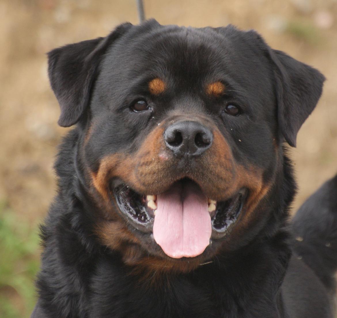 Rottweiler BASUKA 2 VOM HAUSE WENORRA billede 13