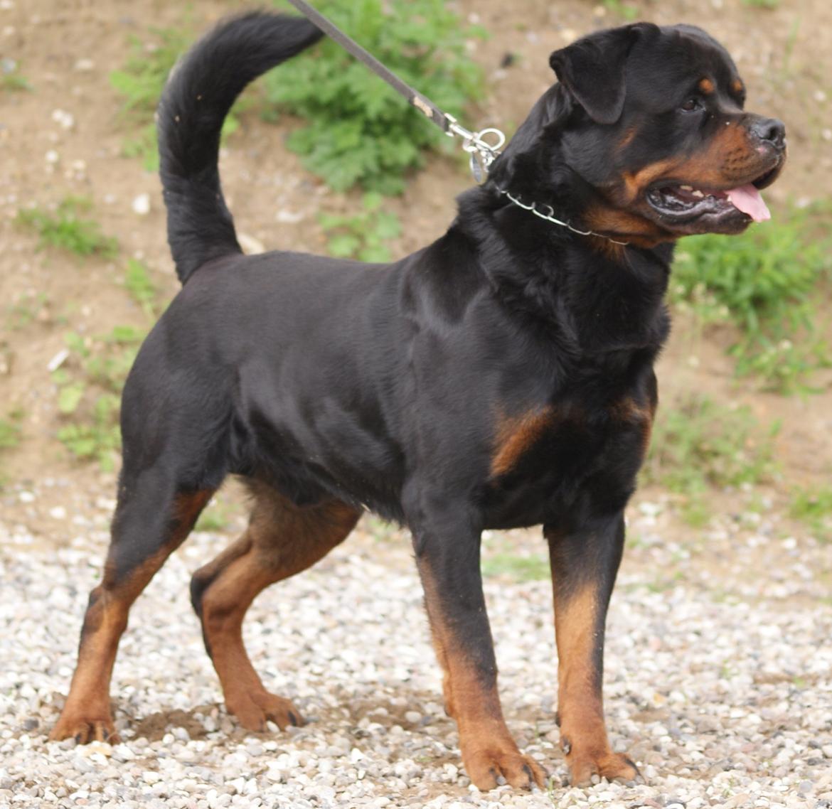 Rottweiler BASUKA 2 VOM HAUSE WENORRA billede 15