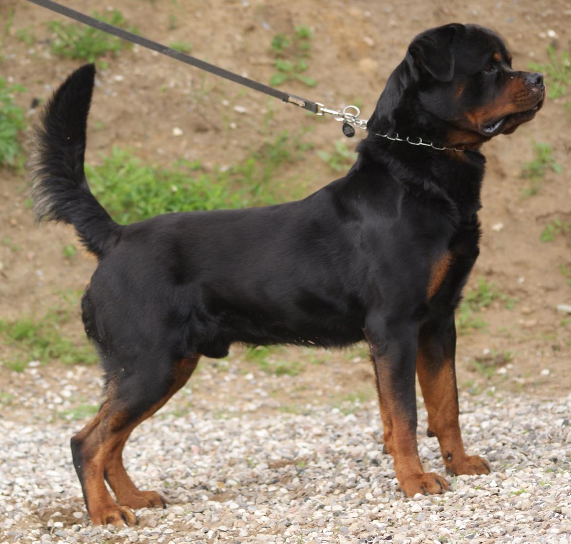 Rottweiler BASUKA 2 VOM HAUSE WENORRA billede 18