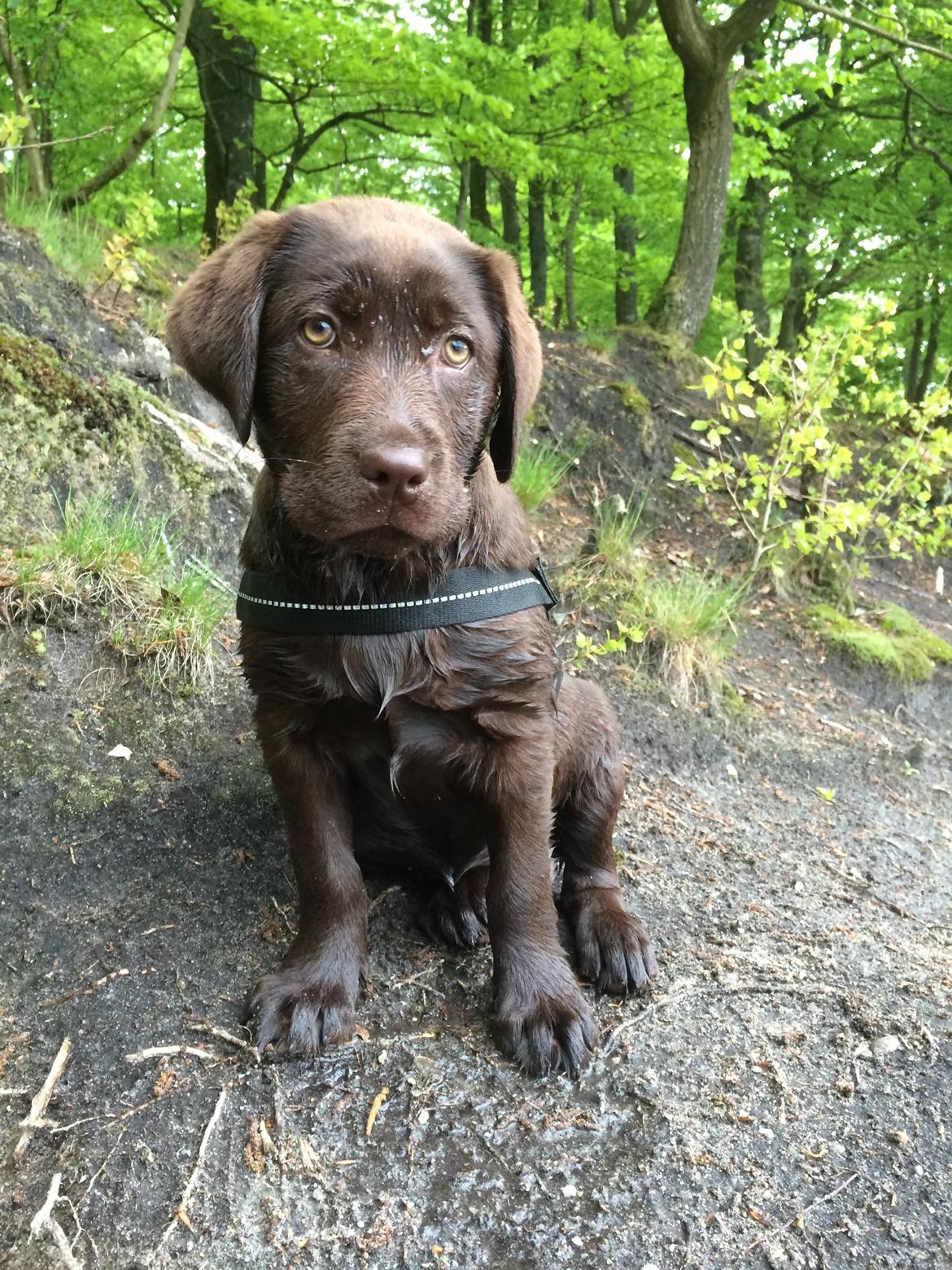 Labrador retriever Alba (R.I.P. 9/9-2016) billede 25