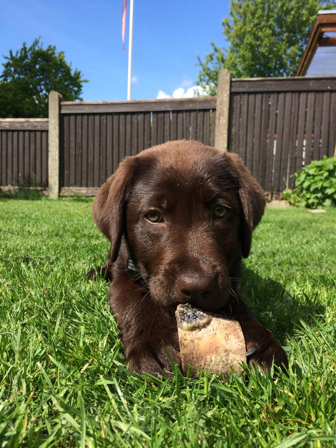 Labrador retriever Alba (R.I.P. 9/9-2016) billede 27